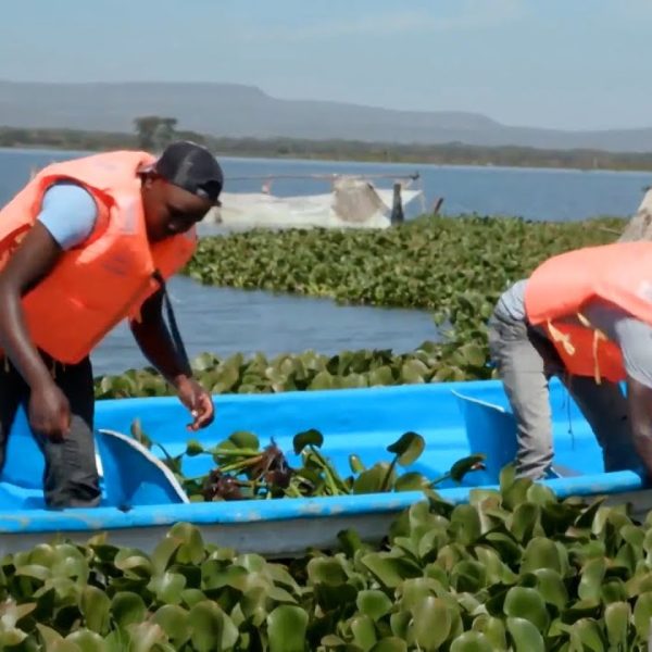 (WATCH) Kenyan startup turns ‘invasive’ water hyacinth into biodegradable plastics
