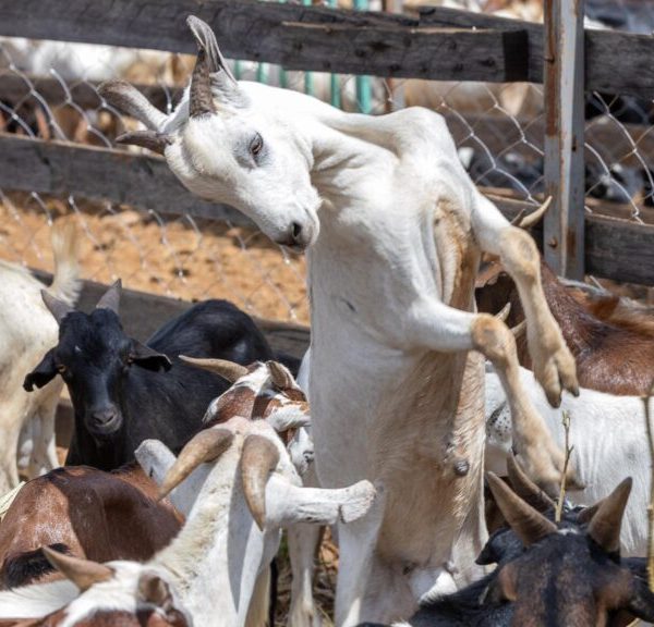 Govt finalises pilot livestock vaccination campaign in 5 counties ahead of national exercise » Capital News