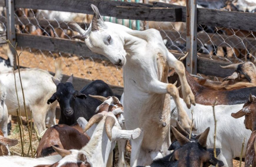 Govt finalises pilot livestock vaccination campaign in 5 counties ahead of national exercise » Capital News