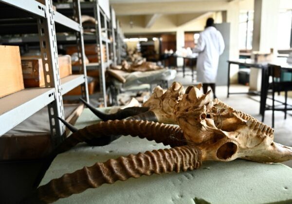 National Museum of Kenya among most reviewed instuttions on Google Maps » Capital News