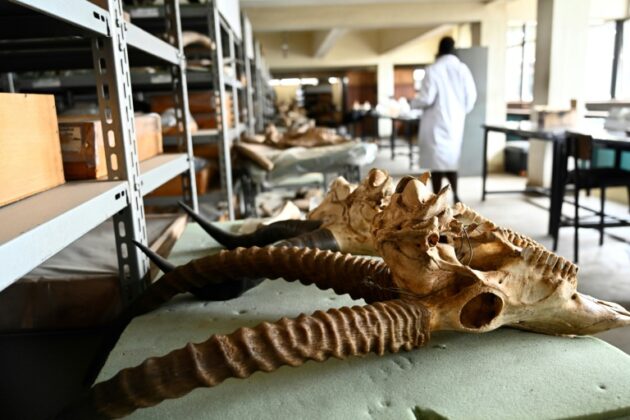 National Museum of Kenya among most reviewed instuttions on Google Maps » Capital News