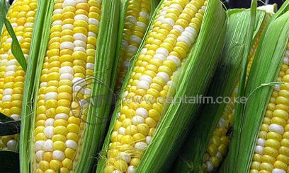 NBA embarks on awareness creations on GMOs across the Country » Capital News