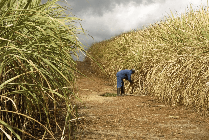 Investors to inject Ksh 12.29B in leased sugar factories