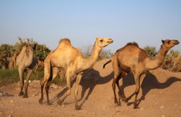 Camels Touted as a Key to Africa’s Nutrition and Economic Growth at Nairobi Forum » Capital News