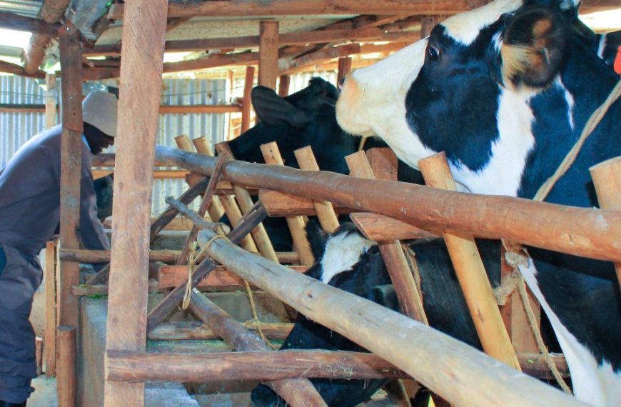 Dairy farmers in Western Kenya decry challenges accessing AI » Capital News