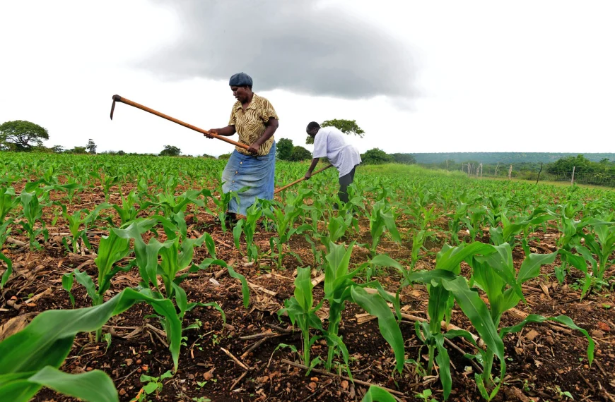 Govt allocates Ksh 47.6 B to boost agricultural, food security