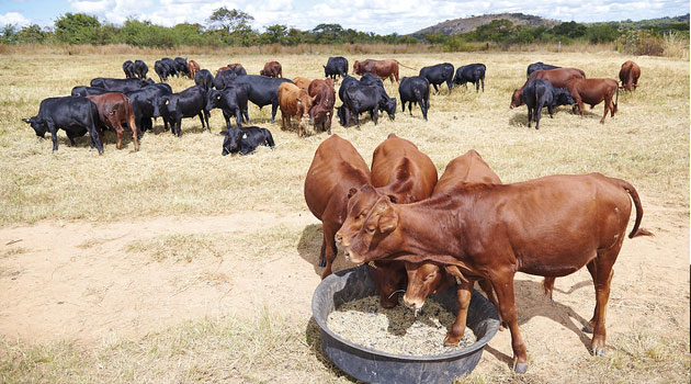 Kisumu orders livestock quarantine over foot and mouth disease outbreak » Capital News