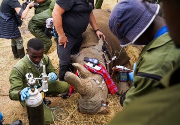 Endangered northern white rhino egg cells flown to Italy for fertilization » Capital News