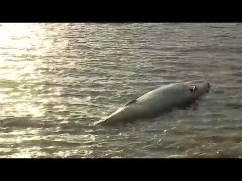 (WATCH)Whale deaths mystery – Second carcass found north of Buenos Aires in same week, scientists baffled » Capital News