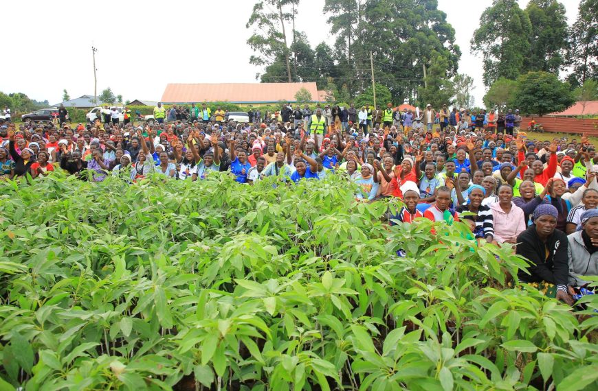 Kisii lawmaker urges small-scale farmers to embrace Hass avocado » Capital News