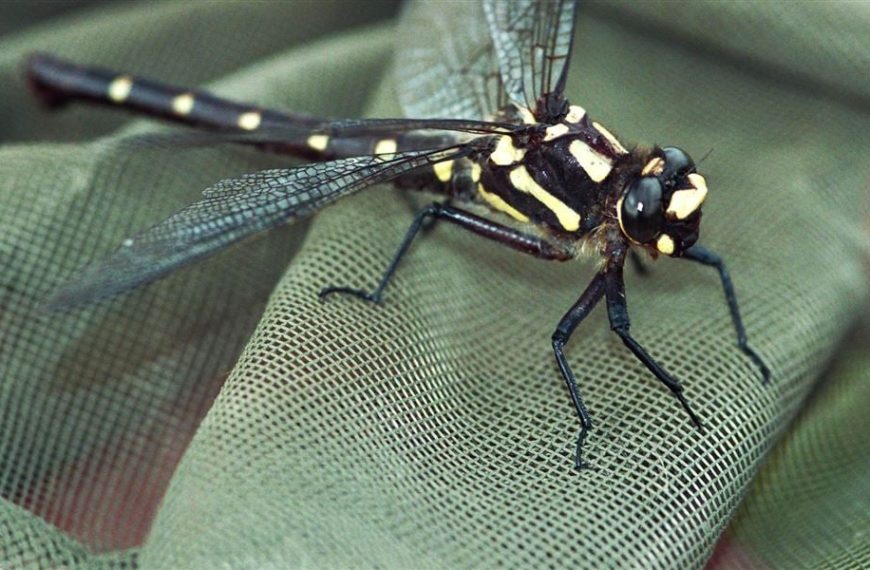 study maps overlooked species » Capital News