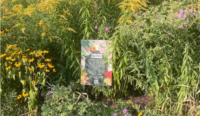 Here’s how you can make your garden a safe and biodiverse space for urban wildlife » Capital News