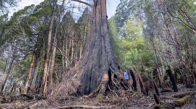 5 ingenious things trees do that human designers can learn from » Capital News