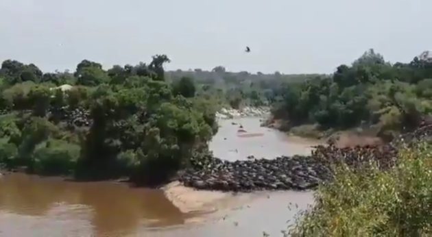 Govt moves to tighten rules at Maasai Mara amid safety concerns » Capital News
