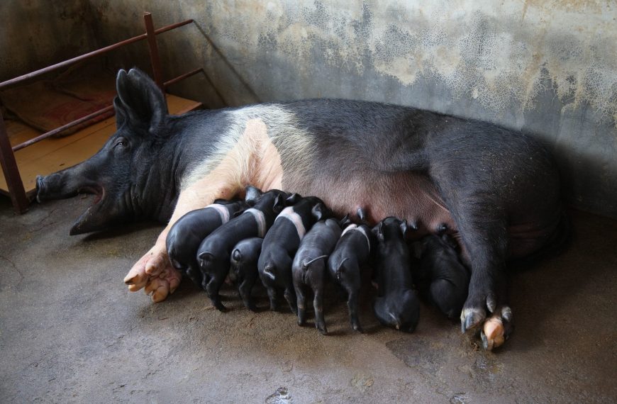 Universal African Swine Fever Vaccine unlikely, scientists warn after trials » Capital News