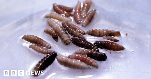First human case of flesh-eating screwworm parasite confirmed in US » Capital News