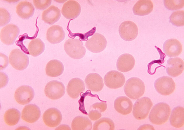 Kenya Validated by WHO as having eliminated sleeping sickness » Capital News
