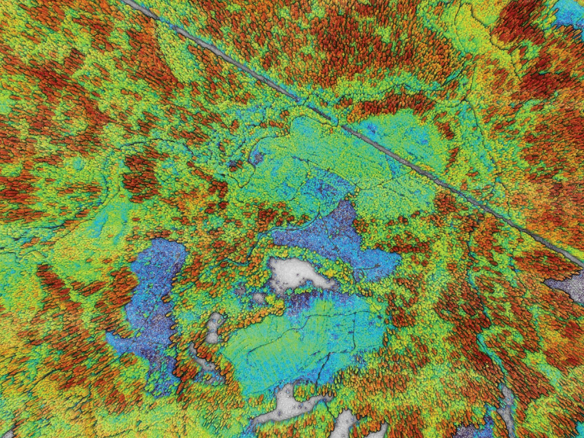 A LIDAR scan of an old-growth forest showing the tallest trees in red, middle-sized in yellow and shortest in blue. Grey areas have no trees.