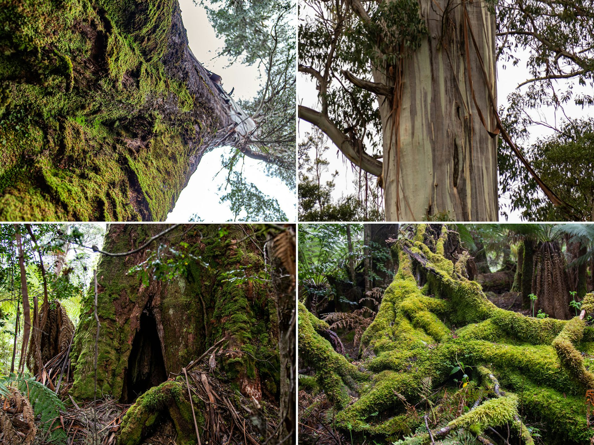 A composite image showing various features of large old trees.