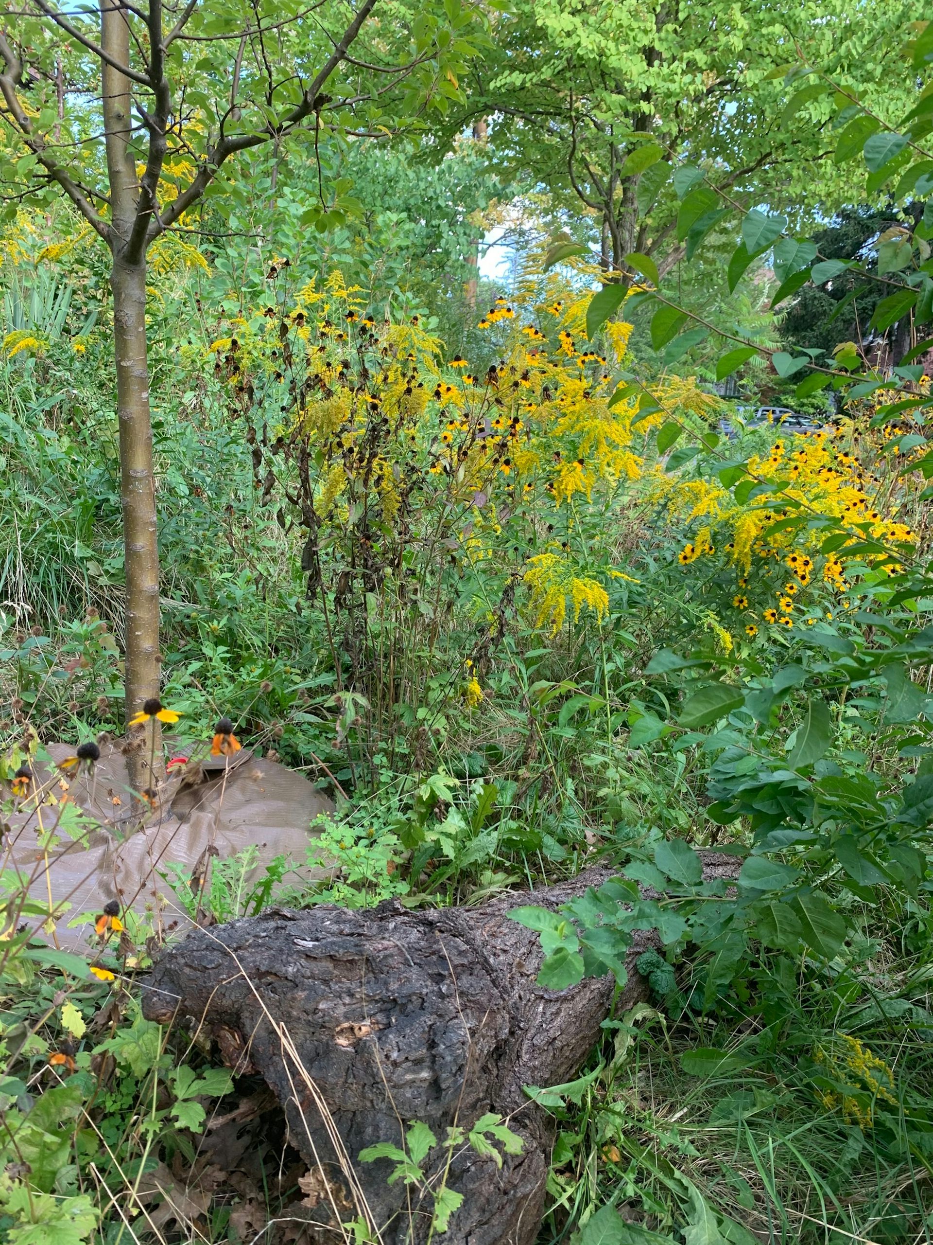 yellow flowers in a garden