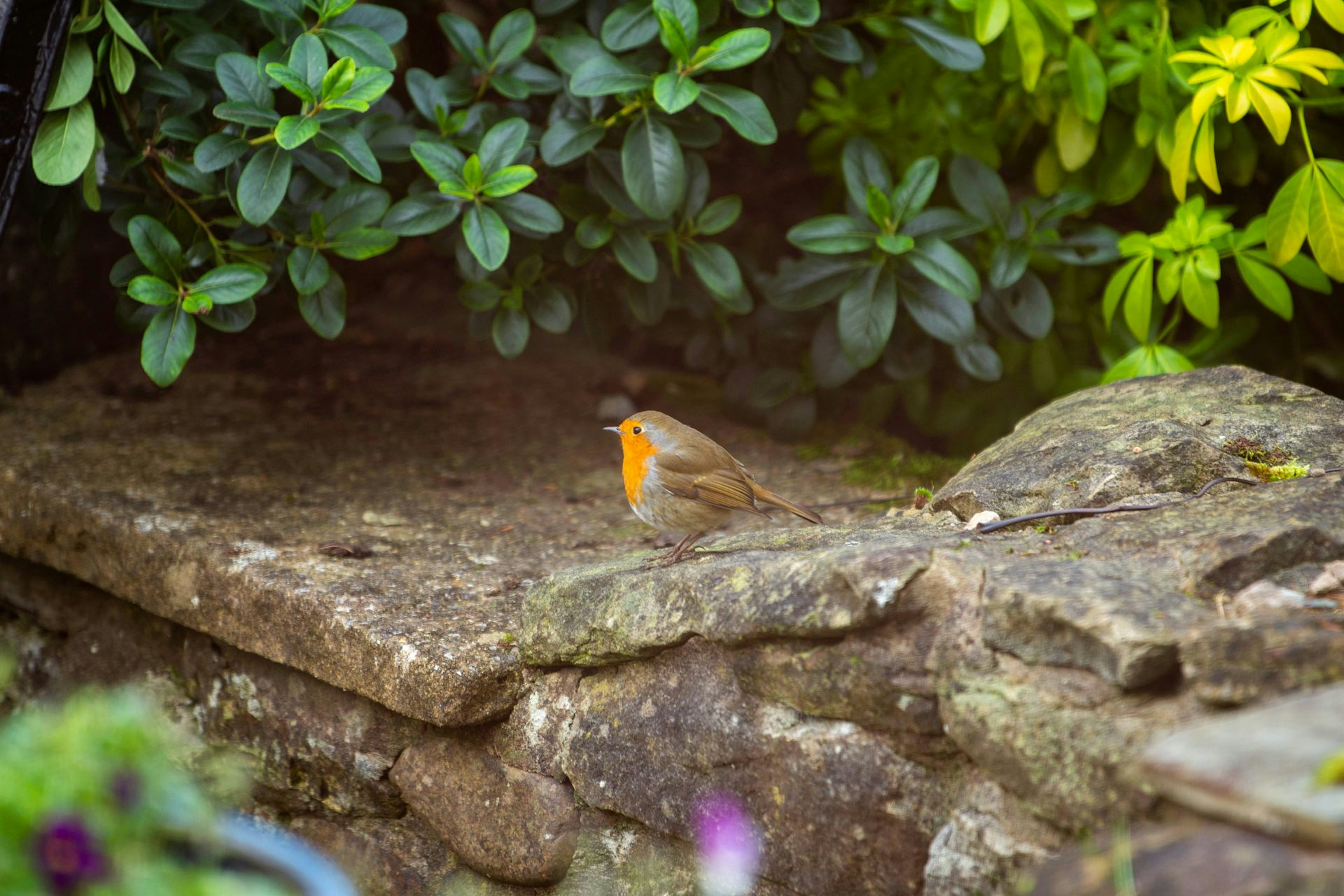 A small chubby bird with an orange breast  standing on a stone ledge in a garden